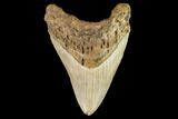Bargain, Fossil Megalodon Tooth - North Carolina #109740-1